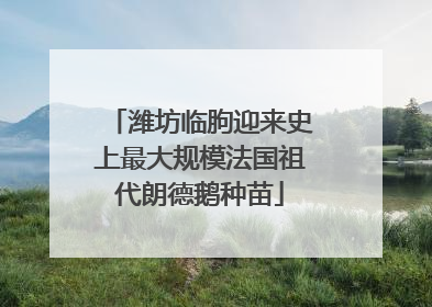 潍坊临朐迎来史上最大规模法国祖代朗德鹅种苗